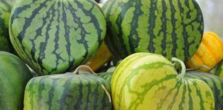 Food Trend: Καρπούζι ιδανικό για… μίνι μάρκετ