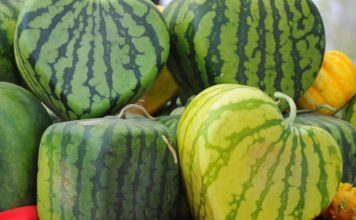Food Trend: Καρπούζι ιδανικό για… μίνι μάρκετ