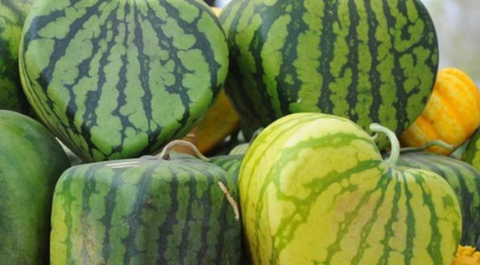 Food Trend: Καρπούζι ιδανικό για… μίνι μάρκετ Food Trend: Καρπούζι ιδανικό για… μίνι μάρκετ