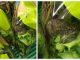 Βάτραχος «μαχητής» βρέθηκε σε σαλάτα του ΑΒ Βασιλόπουλου