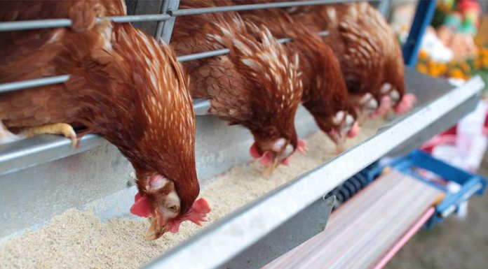 Επικίνδυνα κοτόπουλα από τη Βουλγαρία