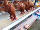 Επικίνδυνα κοτόπουλα από τη Βουλγαρία