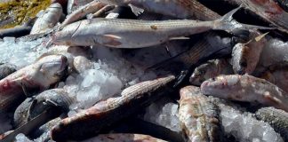 Επικίνδυνο ψάρι αποσύρει ο ΕΦΕΤ