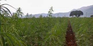 Δημόσια διαβούλευση για την καλλιέργεια κάνναβης