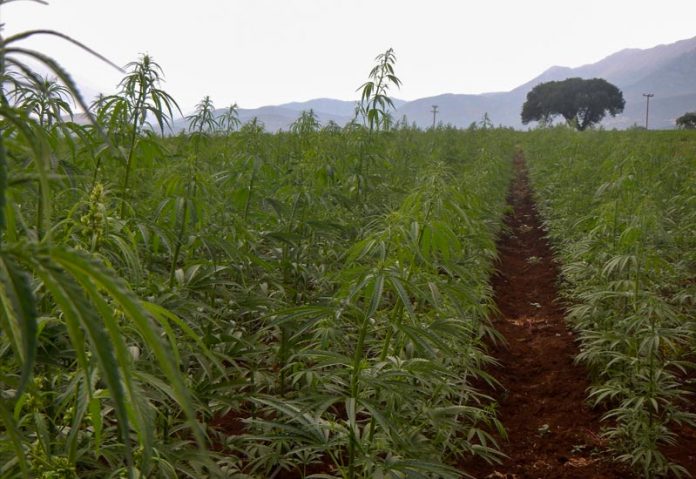 Δημόσια διαβούλευση για την καλλιέργεια κάνναβης
