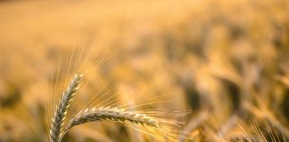 Πρόγραμμα ευφυούς γεωργίας από την ΑΒ Βασιλόπουλος