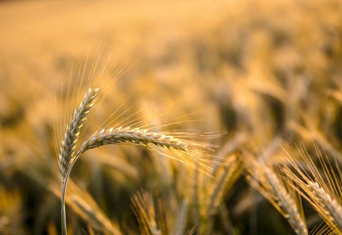 Πρόγραμμα ευφυούς γεωργίας από την ΑΒ Βασιλόπουλος