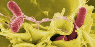 Κίνδυνος στην αγορά από κιμά κοτόπουλου με Salmonella