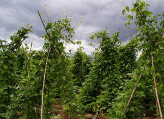 "Ισοπέδωσε" η κακοκαιρία τις καλλιέργειες φασολιών στις Πρέσπες