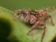 Επικίνδυνες αράχνες σε συσκευασίες μεγάλης αλυσίδας σούπερ μάρκετ