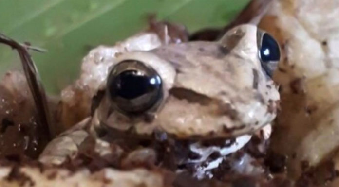 Εξωτικός βάτραχος βρέθηκε σε σούπερ μάρκετ