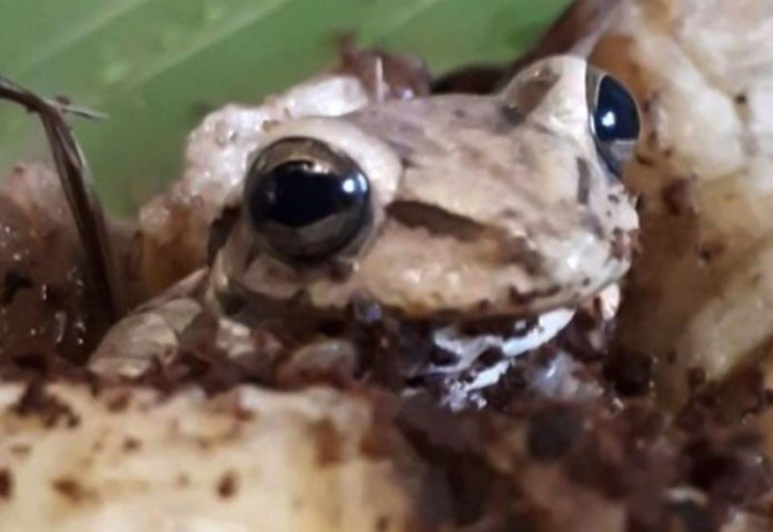 Εξωτικός βάτραχος βρέθηκε σε σούπερ μάρκετ