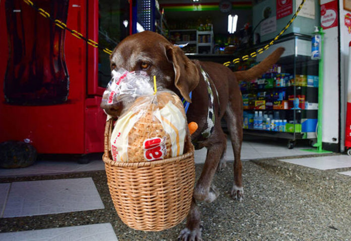 Delivery με σκύλο σε μίνι μάρκετ