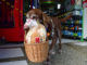 Delivery με σκύλο σε μίνι μάρκετ