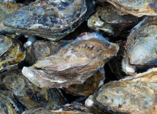 Ακατάλληλα όστρακα κατάσχεσαν οι Αρχές στην Αλεξανδρούπολη