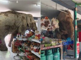 Σπάνιο περιστατικό: Ελέφαντας εγκαταλείπει το πάρκο και επισκέπτεται… μπακάλικο
