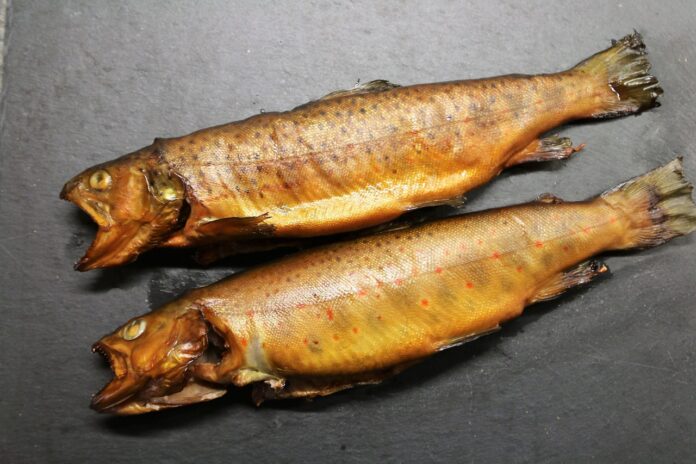 reinhardthrainer-fish-5626290_1280