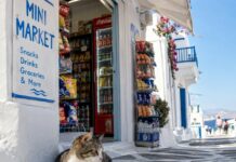 Άγριος καβγάς έξω από μίνι μάρκετ – Όλα ξεκίνησαν όταν τουρίστας κλώτσησε γάτα
